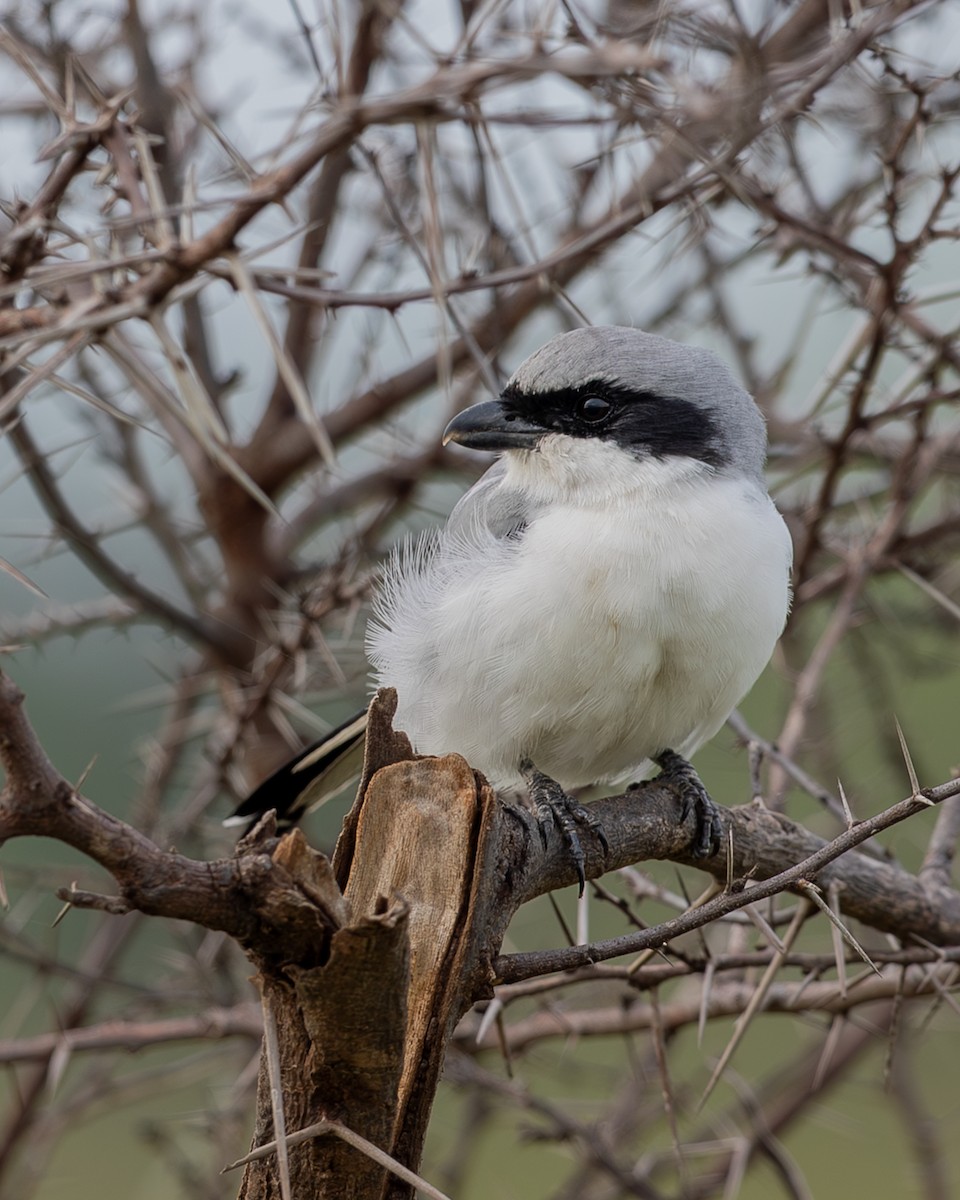 Great Gray Shrike - ML641497661