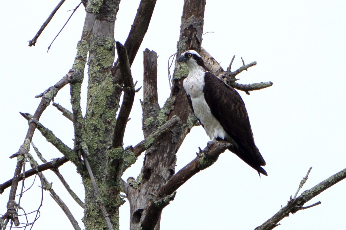 Osprey - ML641497667