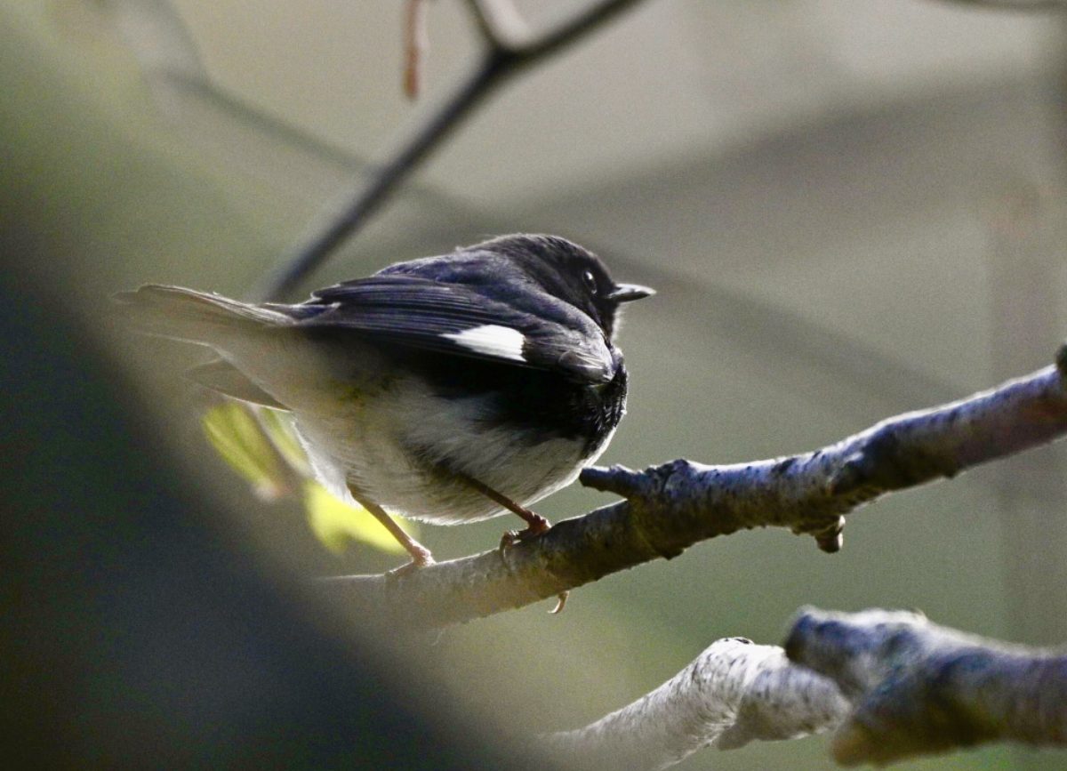 Black-throated Blue Warbler - ML641497706
