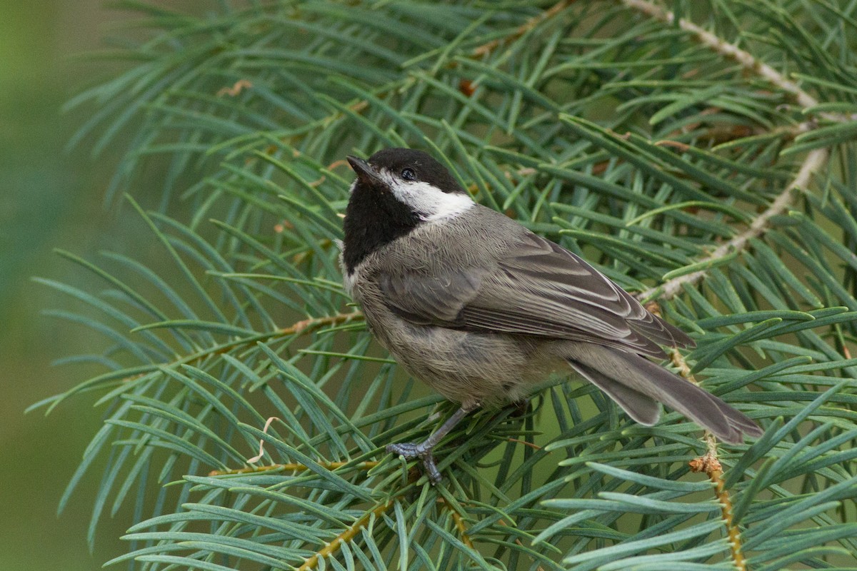 Mexican Chickadee - ML64149771