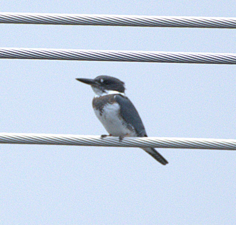 Belted Kingfisher - ML641497710