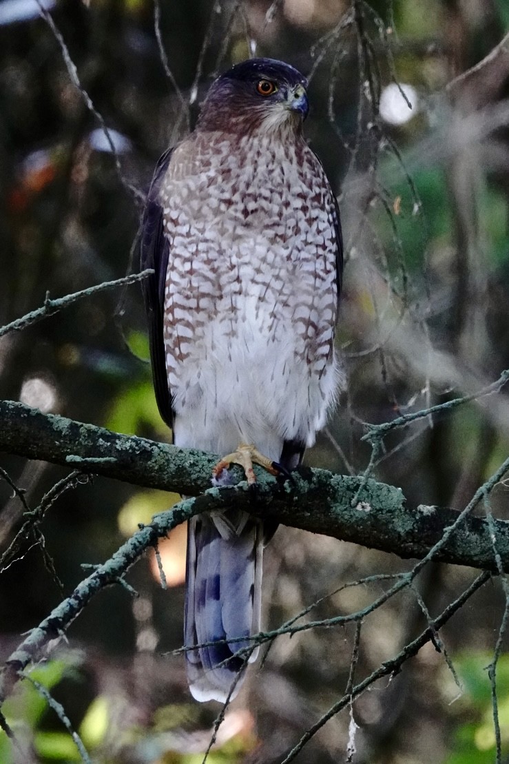 Cooper's Hawk - ML641497742