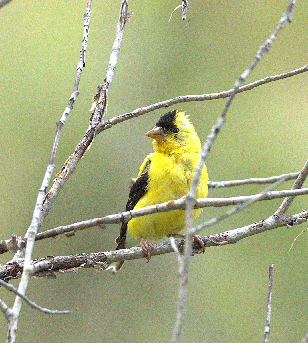 American Goldfinch - ML641497743
