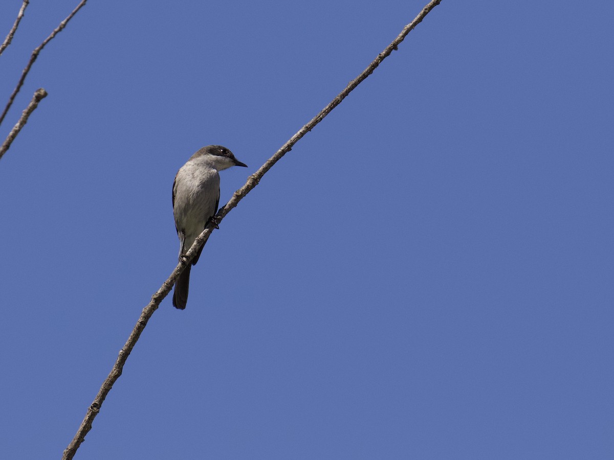 Fiscal Flycatcher - ML641497747