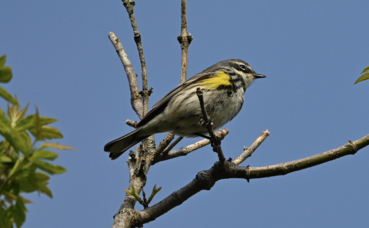 Yellow-rumped Warbler (Myrtle) - ML641497750