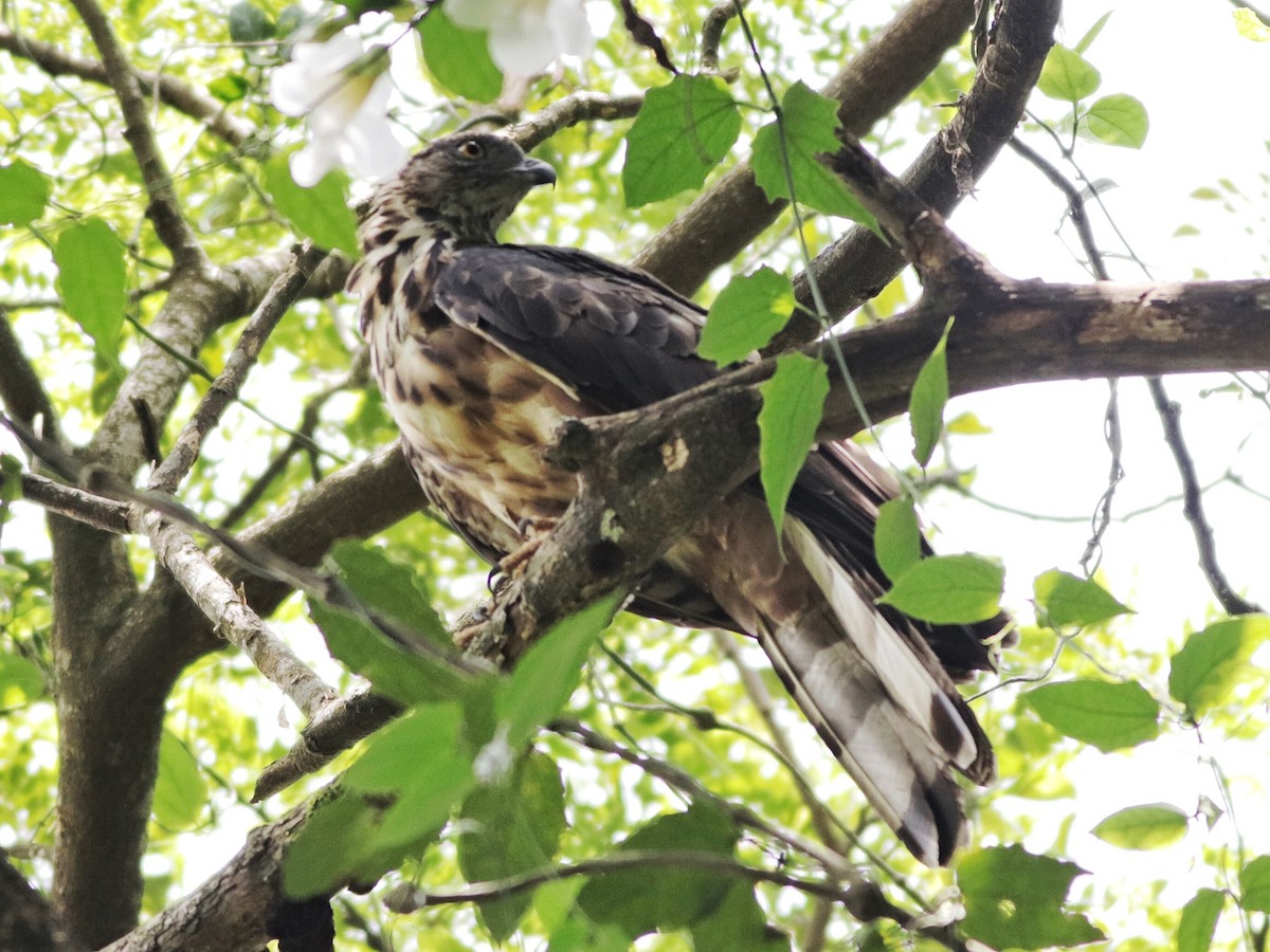 Philippine Honey-buzzard - ML641497754