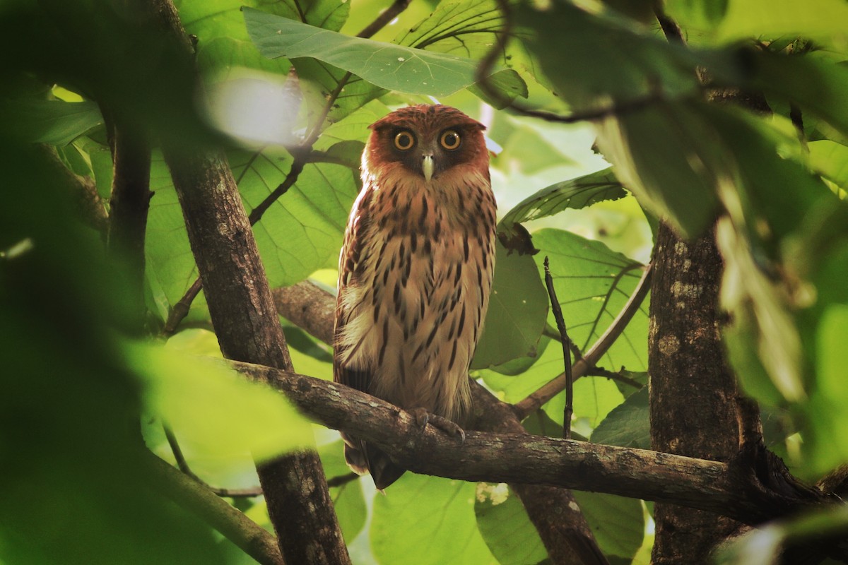Philippine Eagle-Owl - ML641497774