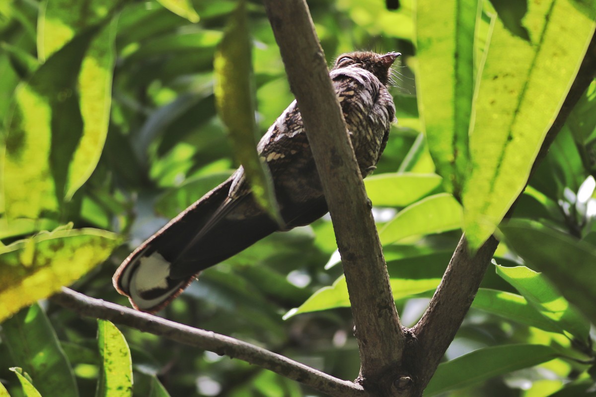 Philippine Nightjar - ML641497776