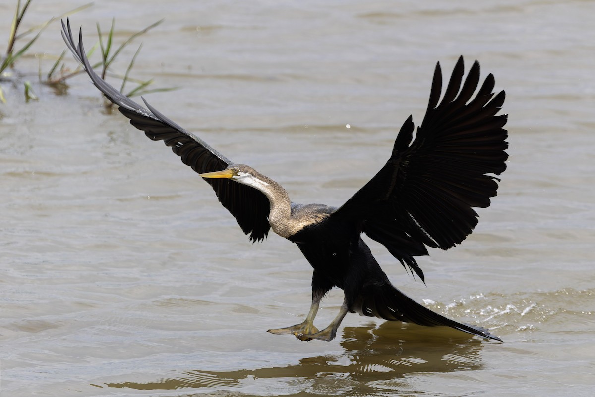 Oriental Darter - ML641497790