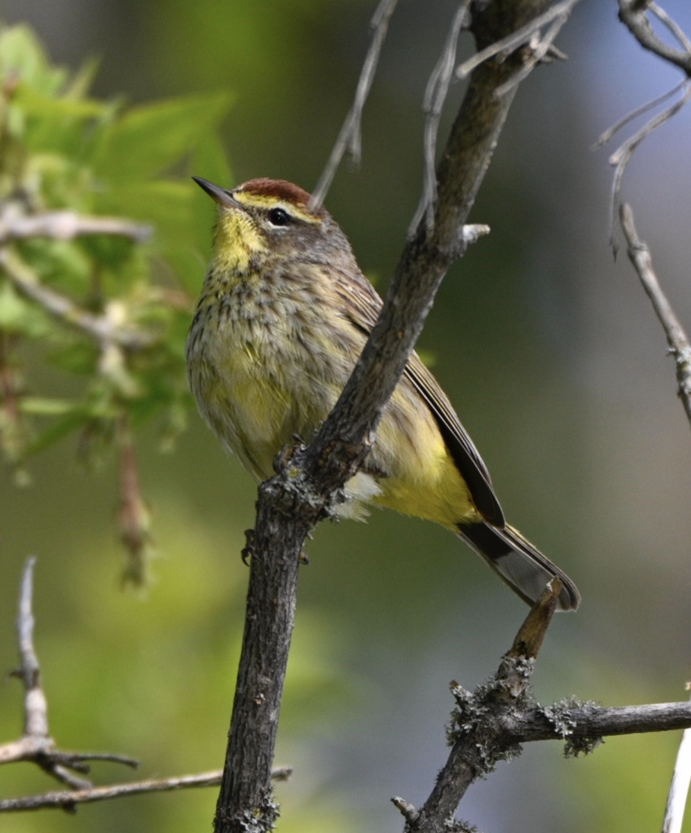 Palm Warbler - ML641497798