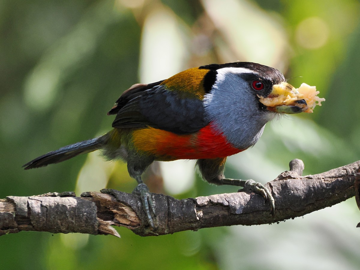 Toucan Barbet - ML641497799