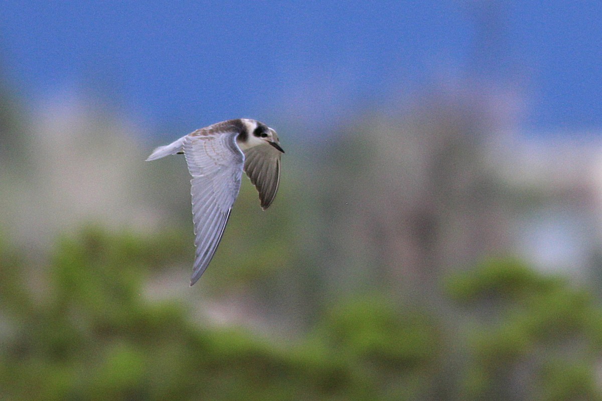ハシグロクロハラアジサシ - ML641497801