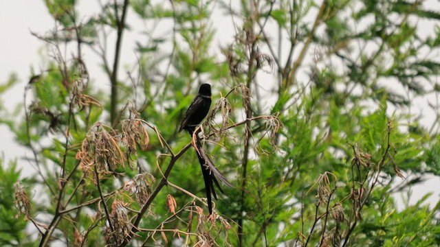 Red-collared Widowbird - ML641497806