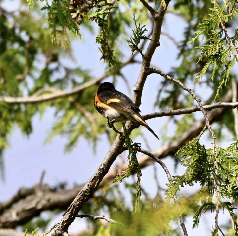 American Redstart - ML641497821