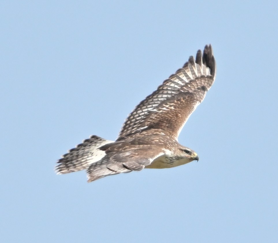 Канюк королівський - ML641497827
