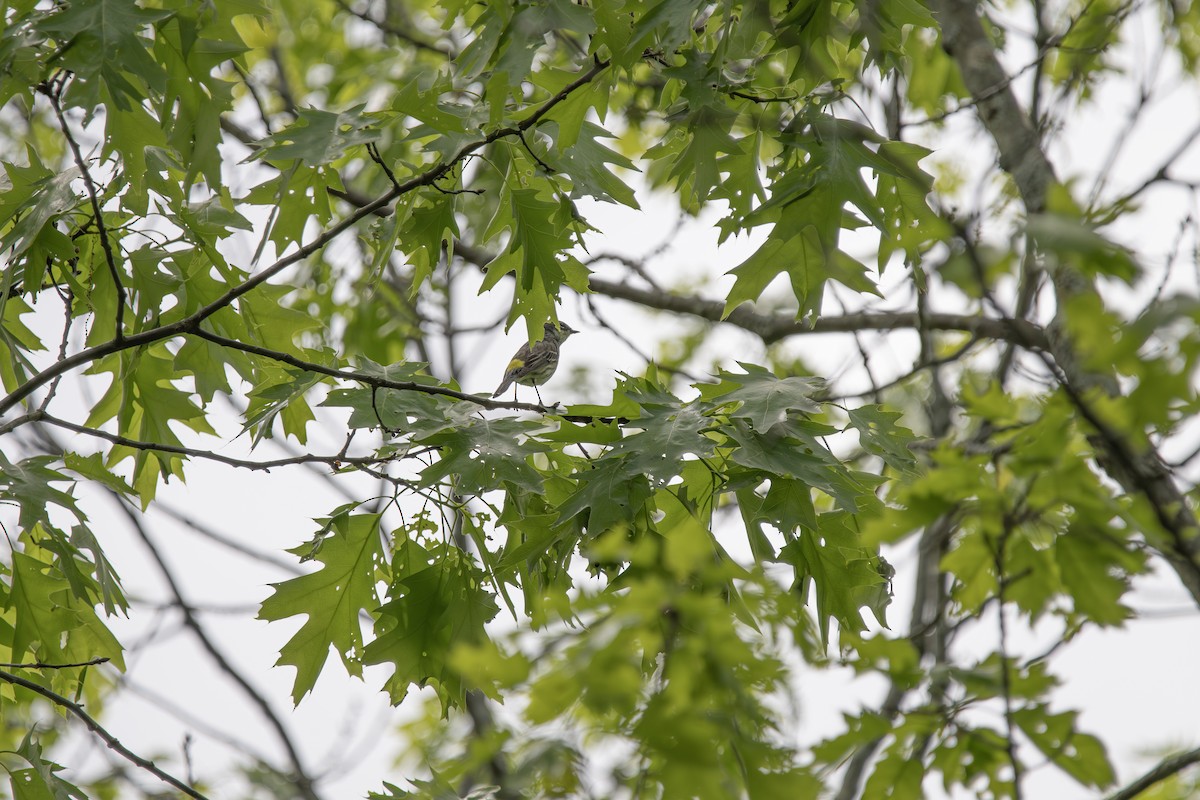 Yellow-rumped Warbler - ML641497834