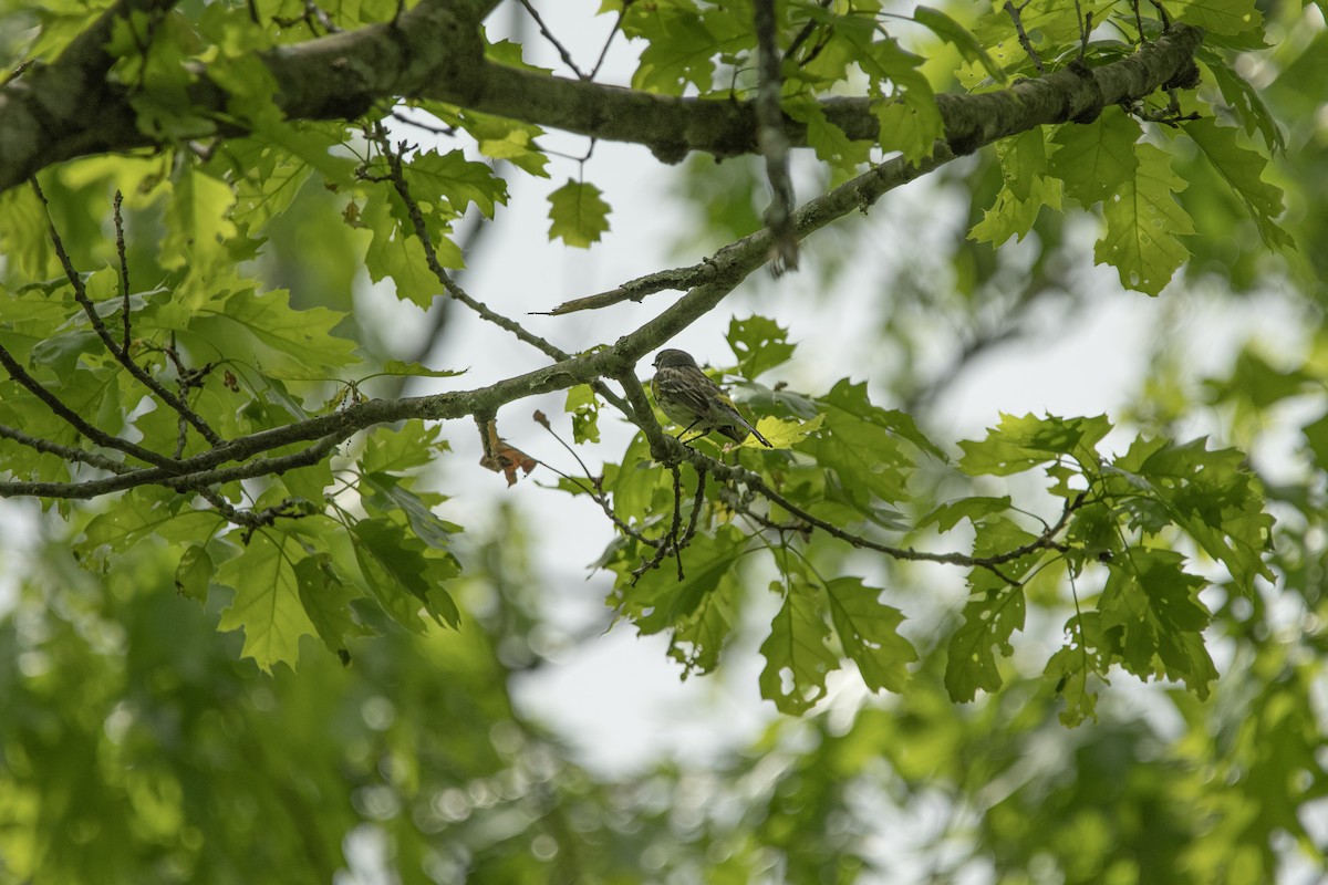 Yellow-rumped Warbler - ML641497847