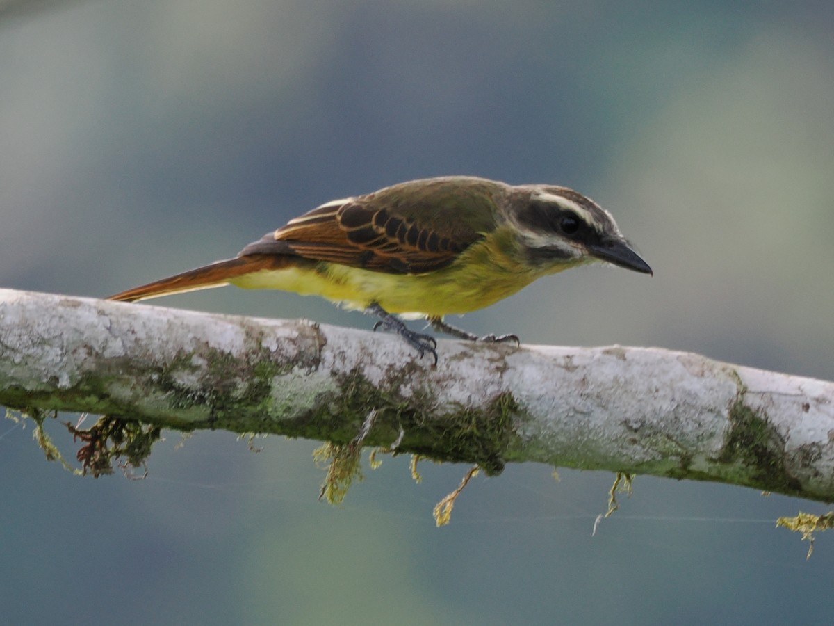 Golden-bellied Flycatcher - ML641497873