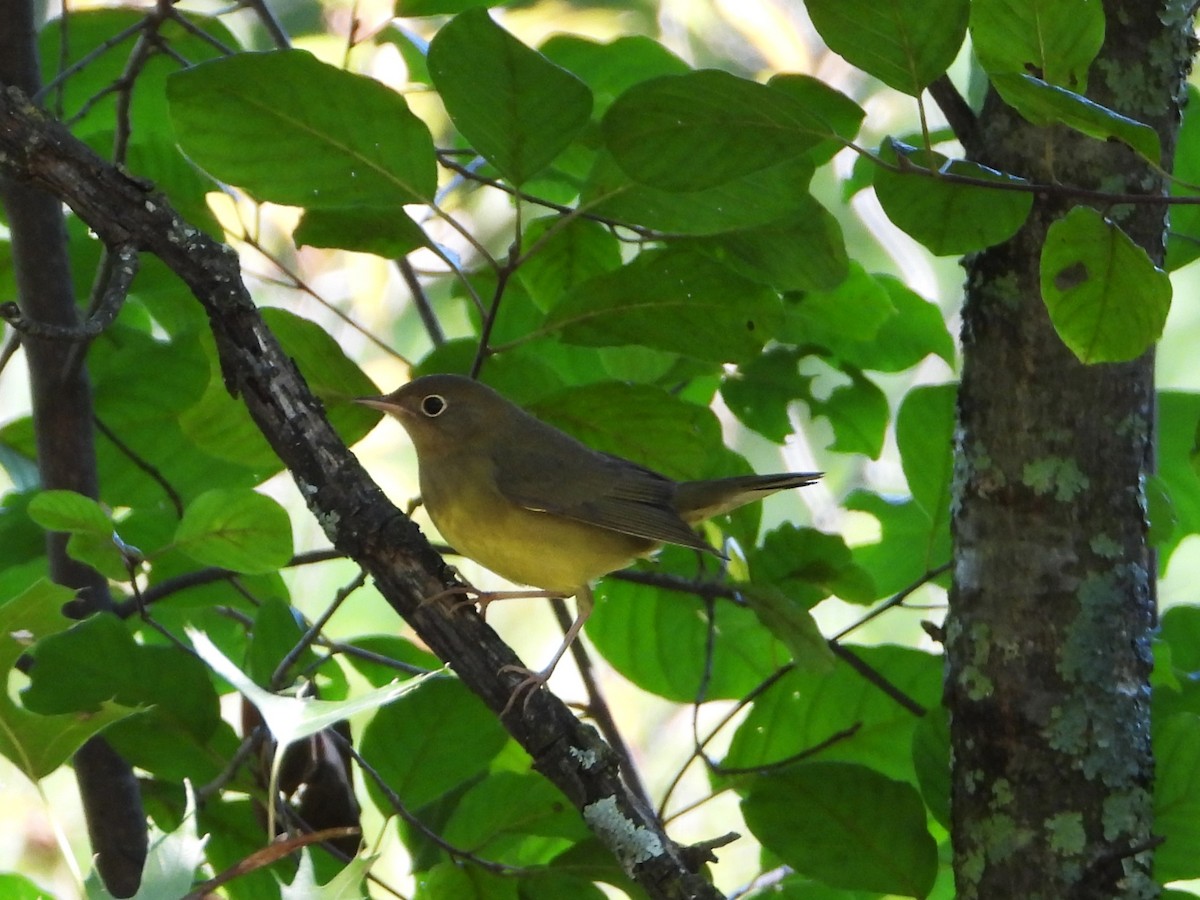 Connecticut Warbler - ML641497904