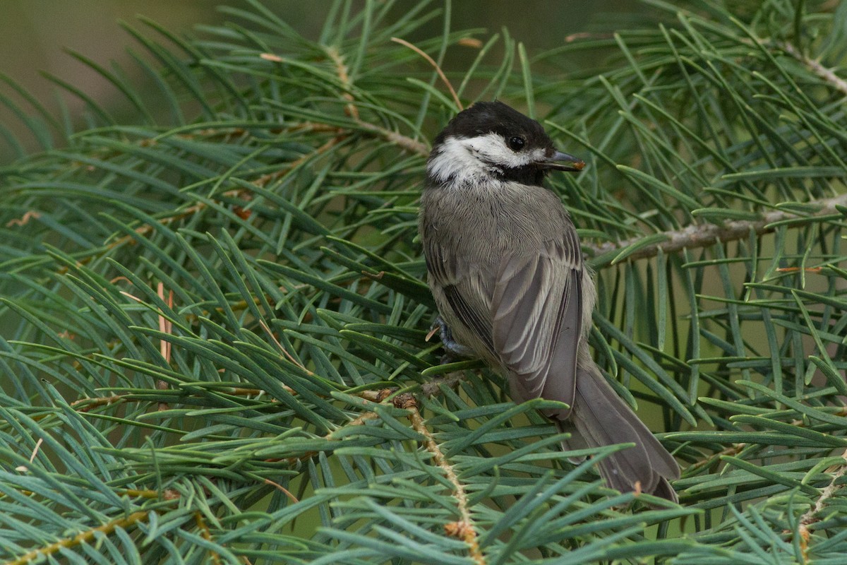 Mexican Chickadee - ML64149791