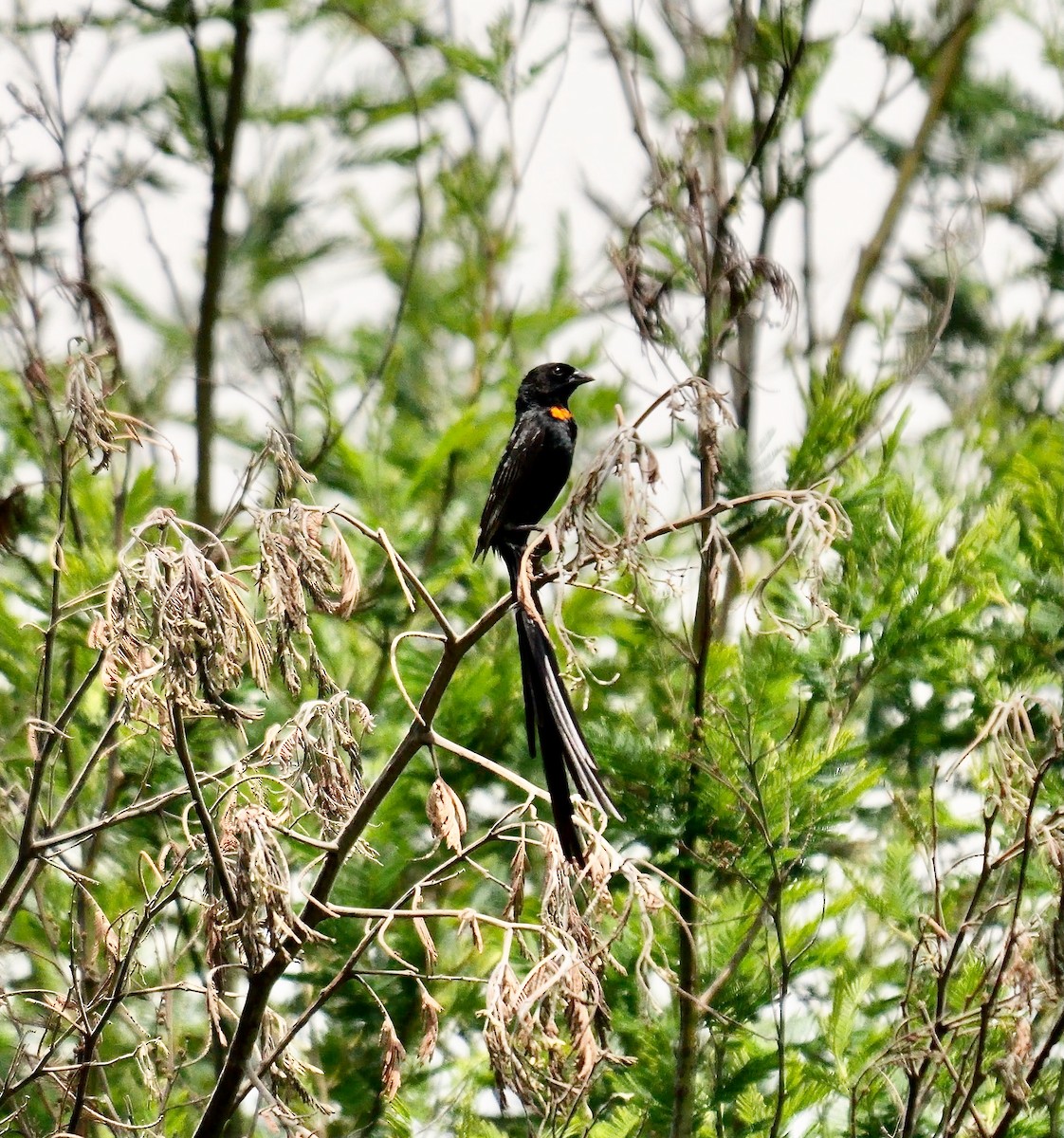 Red-collared Widowbird - ML641497920