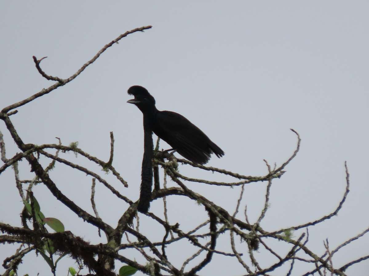 Long-wattled Umbrellabird - ML641497935