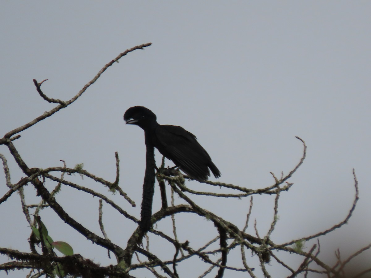 Long-wattled Umbrellabird - ML641497936
