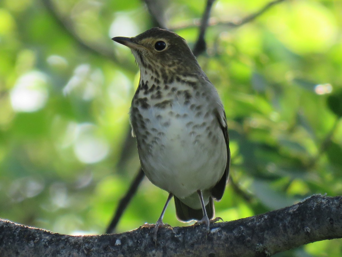 Zorzalito de Swainson - ML641497945