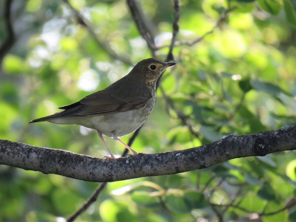 Zorzalito de Swainson - ML641497946