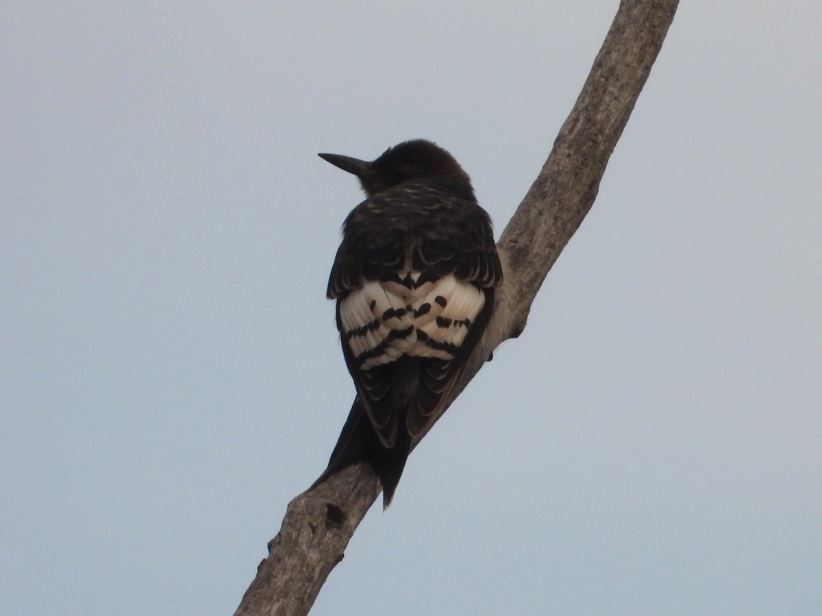 Red-headed Woodpecker - ML641497967