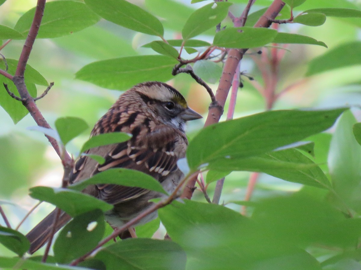 Chingolo Gorjiblanco - ML641497969