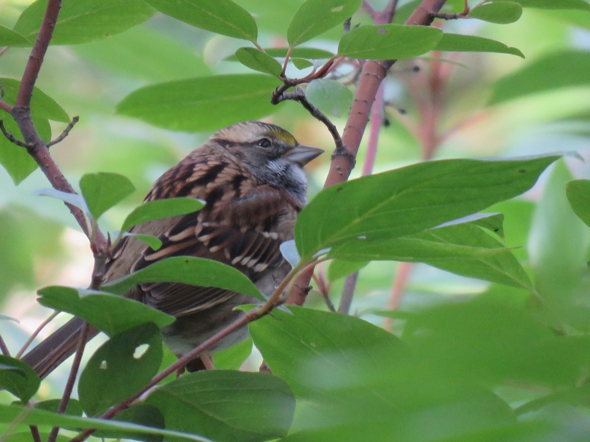 Chingolo Gorjiblanco - ML641497970