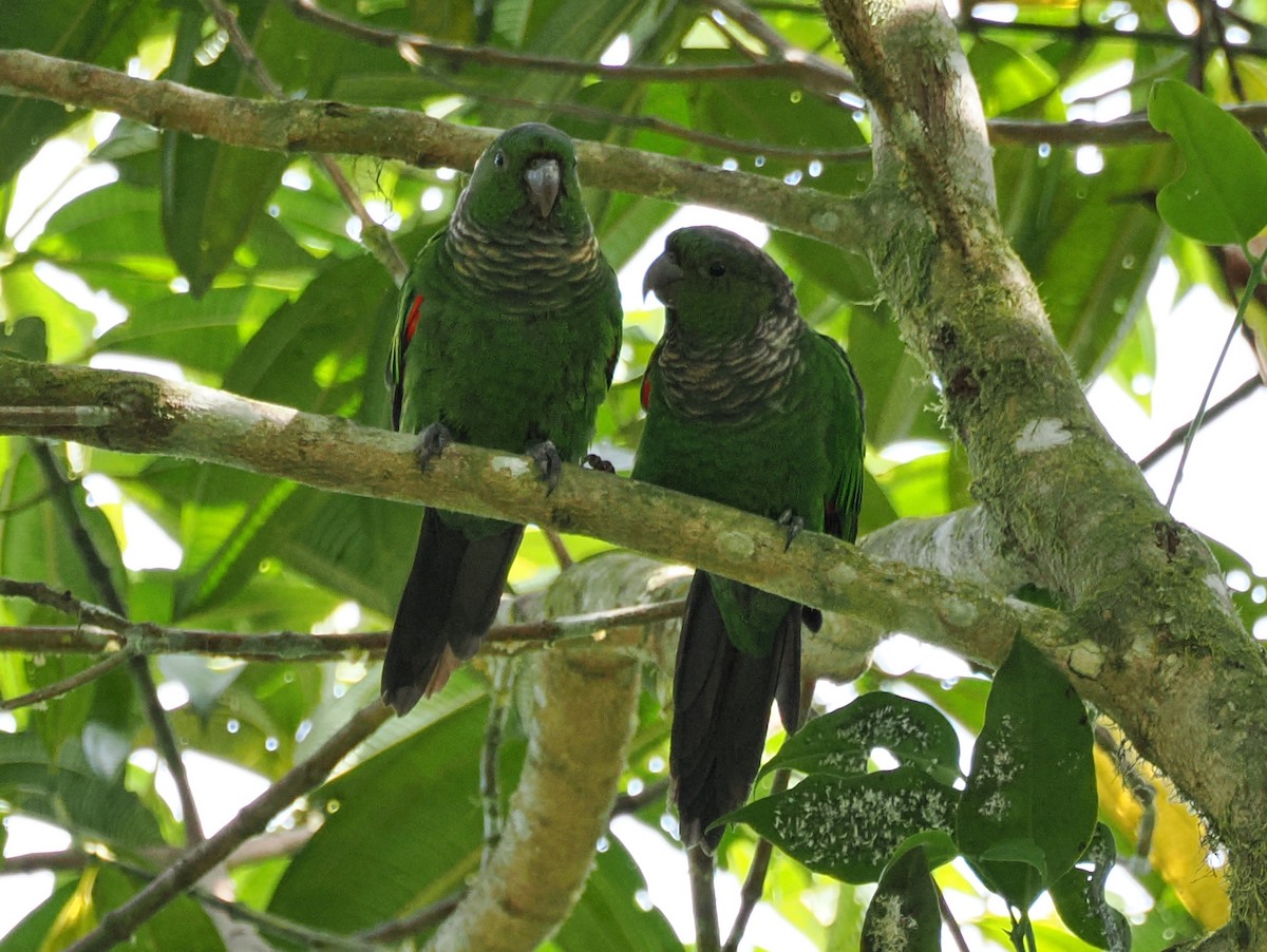 Maroon-tailed Parakeet - ML641498000