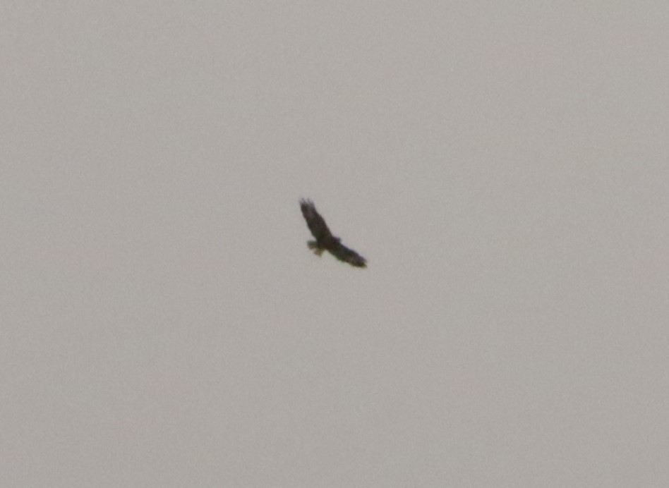 Buteo, unbestimmt - ML641498003