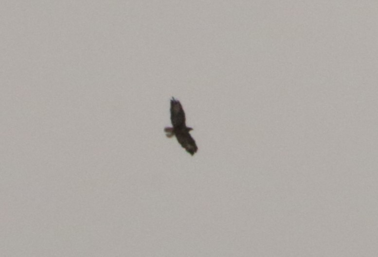 Buteo, unbestimmt - ML641498004