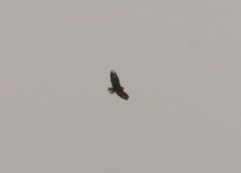 Buteo, unbestimmt - ML641498005