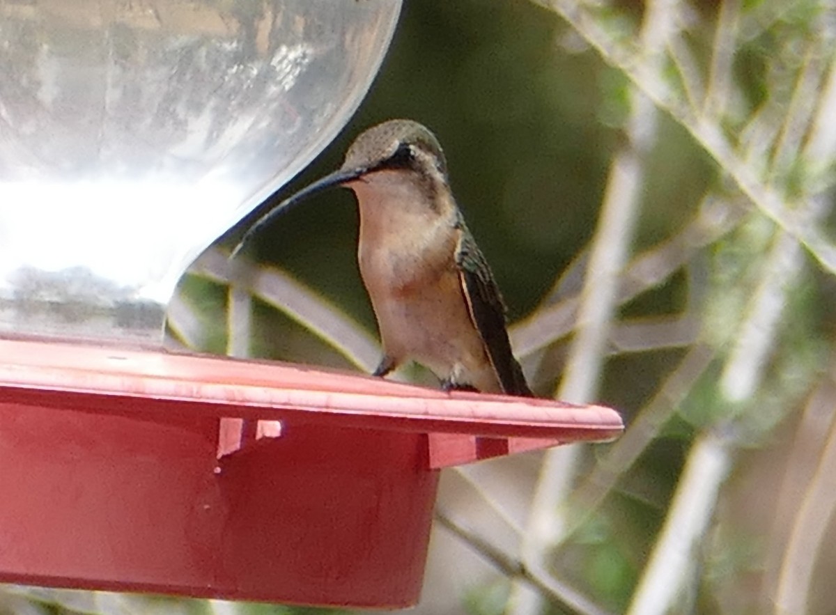 Lucifer Hummingbird - ML641498065