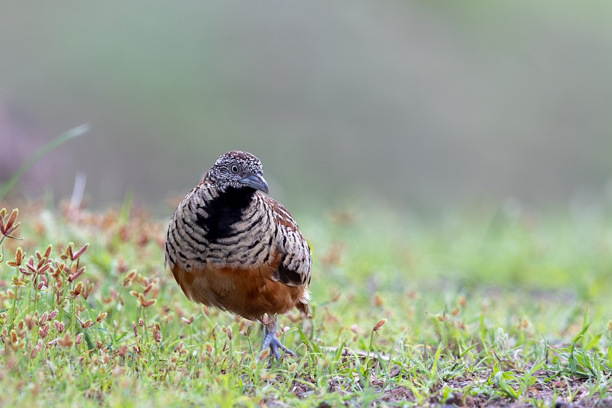 Barred Buttonquail - ML641498068