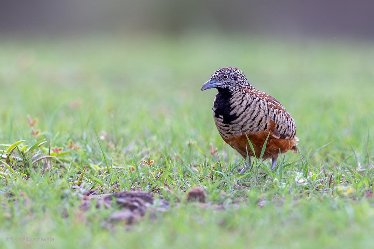 Barred Buttonquail - ML641498069