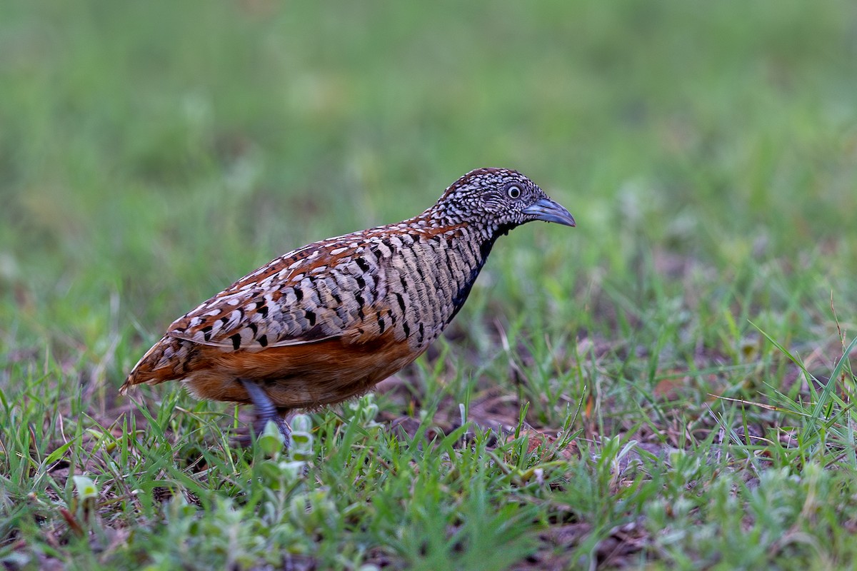 Barred Buttonquail - ML641498070