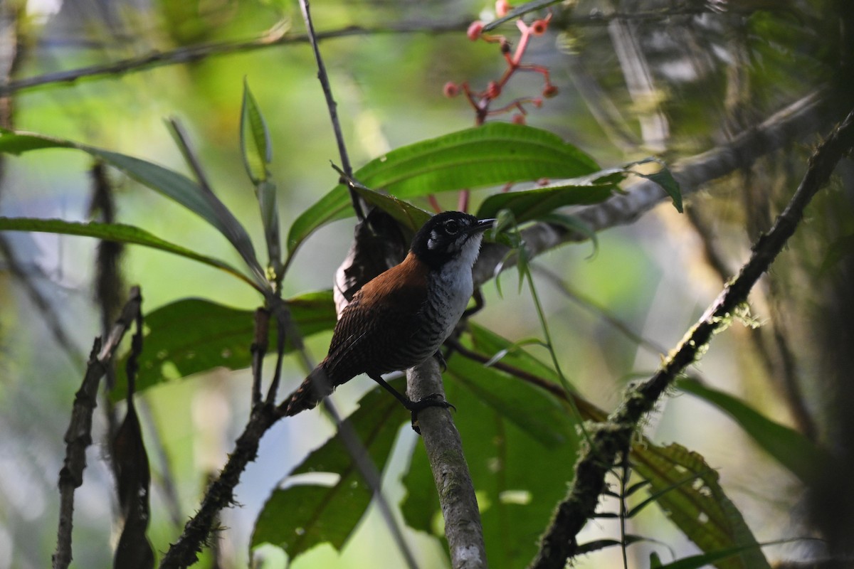 Bay Wren - ML641498144