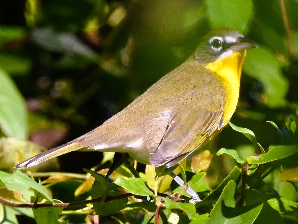 Yellow-breasted Chat - ML641498145