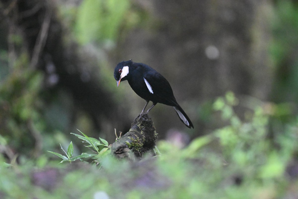 Black Solitaire - ML641498150