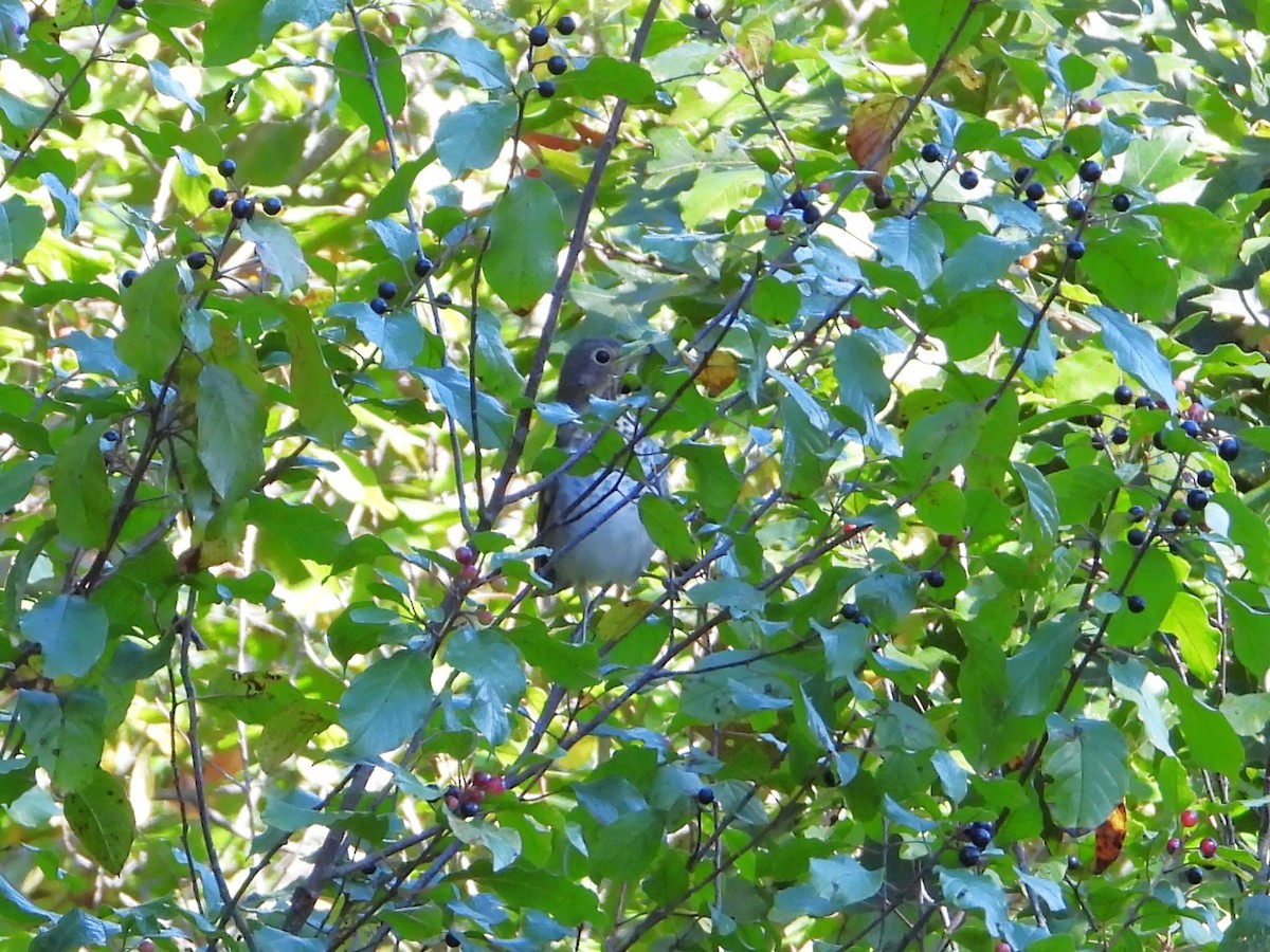 Swainson's Thrush - ML641498151