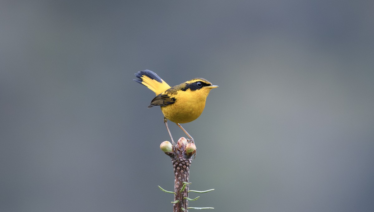Golden Bush-Robin - ML641498155