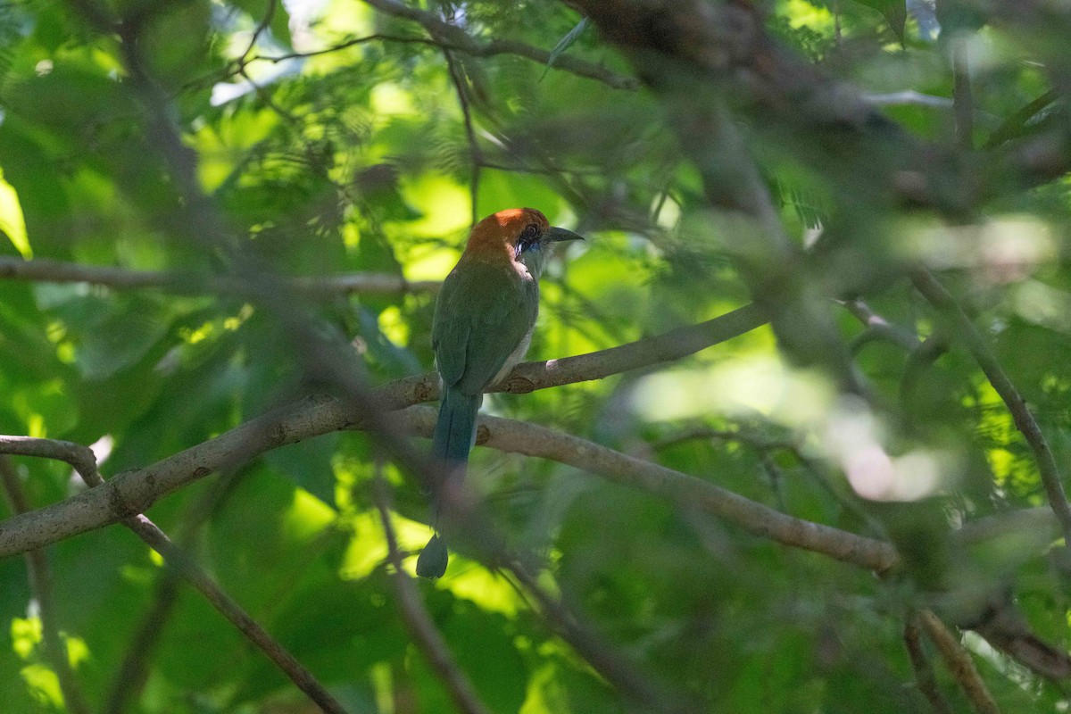 Russet-crowned Motmot - ML641498204