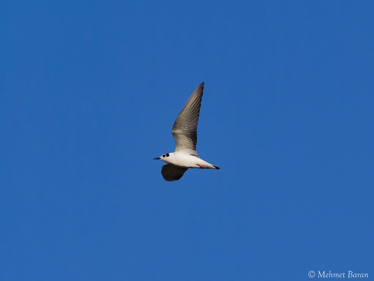White-winged Tern - ML641498221