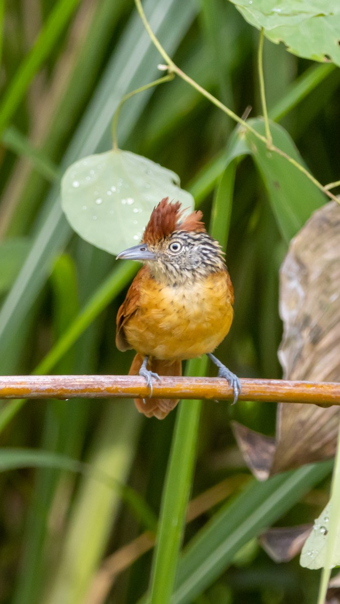 Barred Antshrike - ML641498248
