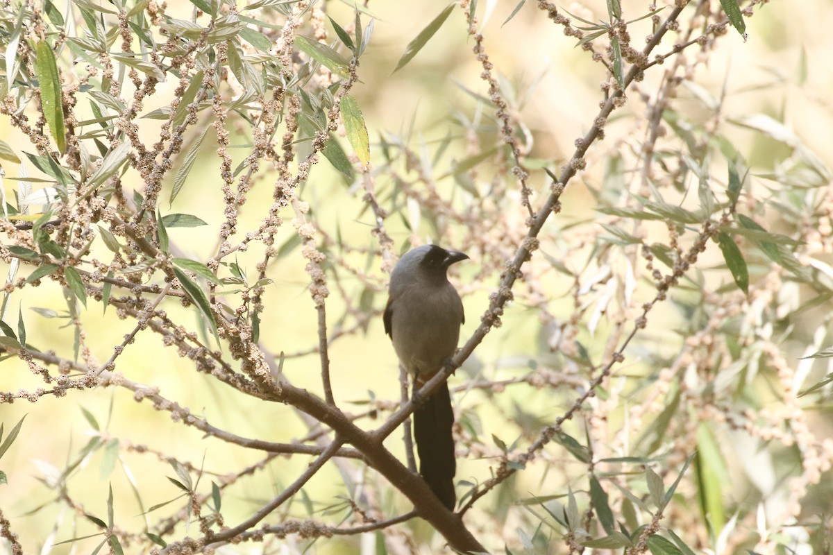 Gray Treepie - ML641498269
