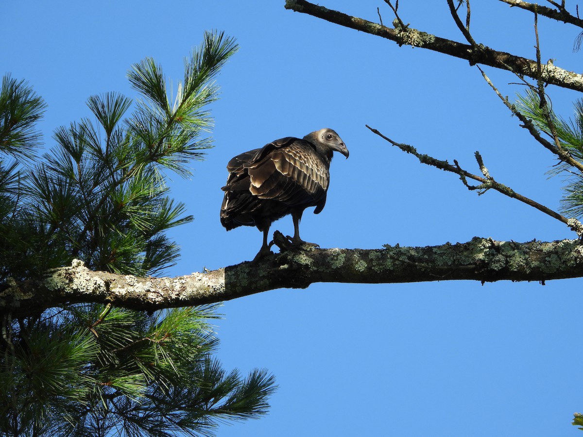 Turkey Vulture - ML641498274